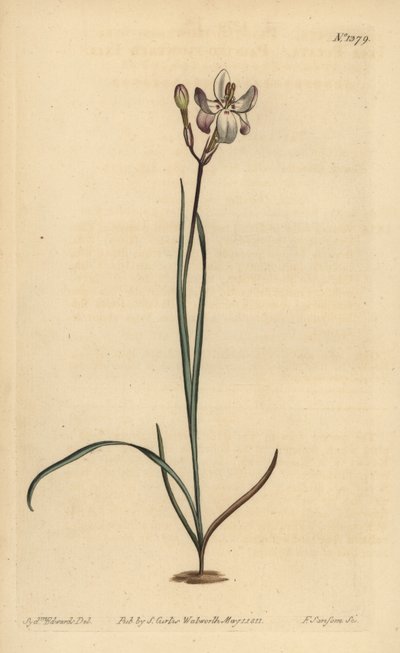 彩绘花 ixia，Ixia fucata 作者 不明
