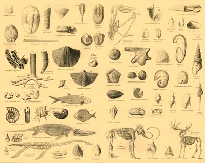 古生物学，c1910。 作者 不明