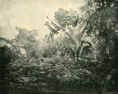 棕榈和蕨岛，植物园，布里斯班，1901年。 作者 不明