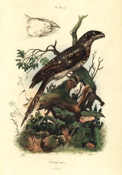 巴布亚蛙嘴, Podargus papuensis Podarge papou 作者 不明