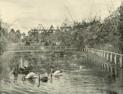 纸莎草池塘，布里斯班植物园，1901年。 作者 不明