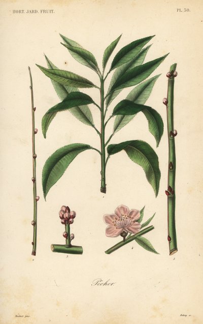 Peach tree, taille du pecher 作者 不明