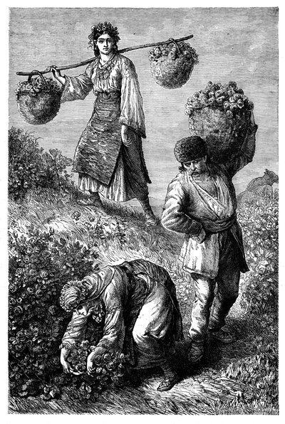 农民在玫瑰果采摘玫瑰，c1890 作者 不明