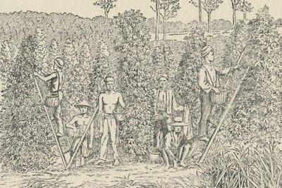 胡椒种植园，1924年 作者 不明