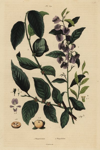 Persimmon, Dospyros kaki 1, and tree hovea or karri blue bush, Hovea elliptica Platychilum celsianum 2. Plaqueminier, Platychilier 作者 不明