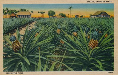 松苹果园-哈瓦那，坎波德皮纳斯，c1910 作者 不明