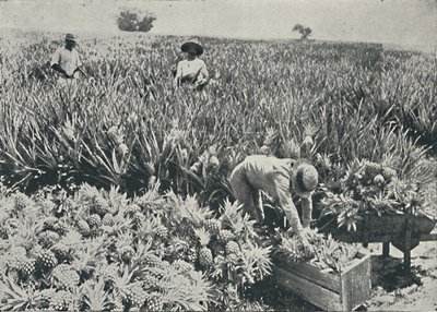 松苹果种植园，1916年 作者 不明