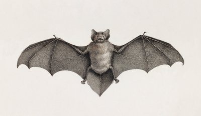 Pipistrelle bat，埃及的蝙蝠 作者 不明