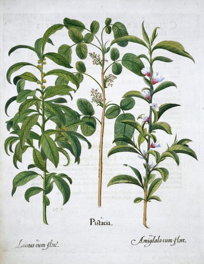 开心果，海湾树Laurus Nobilis和杏仁，1613年 作者 不明