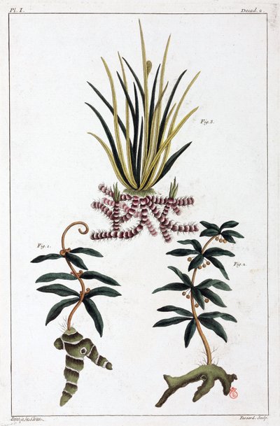 Plantes medicinales, Chine 作者 不明
