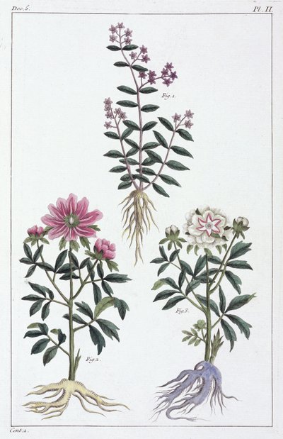 Plantes medicinales, Chine 作者 不明