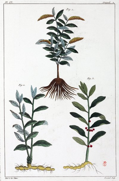 药用植物，中国 作者 不明