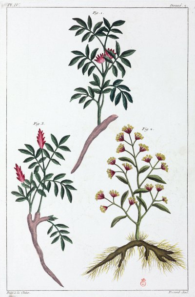 药用植物，中国 作者 不明