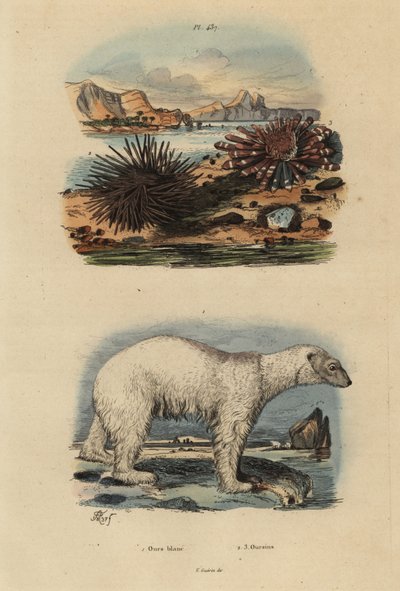 Polar bear, Ursus maritimus 1, vulnerable, edible sea urchin, Echinus esculentus 2 and red pencil urchin, Heterocentrotus mammillatus 3 作者 不明