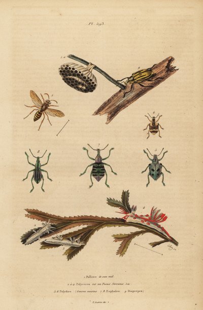Polistes gallicus, paper wasp and nest, blue weevil, Eupholus schoenherri, root weevil, Diaprepes abbreviatus, Polycera sea slugs, Ancula gibbosa, Atlantic ancula, on seaweed 作者 不明