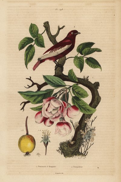 Pompadour cotinga, Xipholena punicea, on an apple tree, Malus pumila, fruit, blossom Pompadour et pommier a bouquets 作者 不明