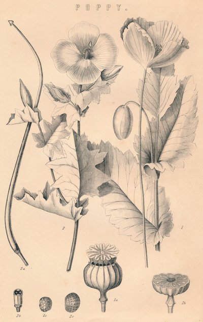 罂粟，19世纪 作者 不明