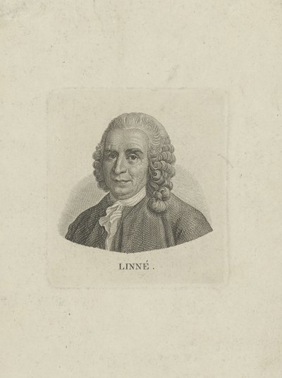 卡尔·林奈肖像1707-1778，c。 1780年。 作者 不明
