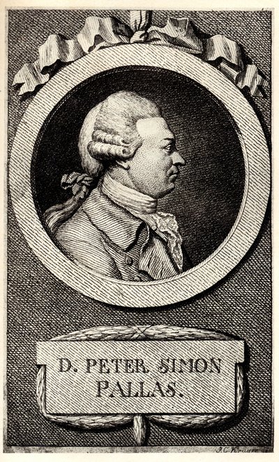 动物学家和植物学家彼得·西蒙·帕拉斯（Peter Simon Pallas）的肖像1741-1811，十九世纪初。 作者 不明