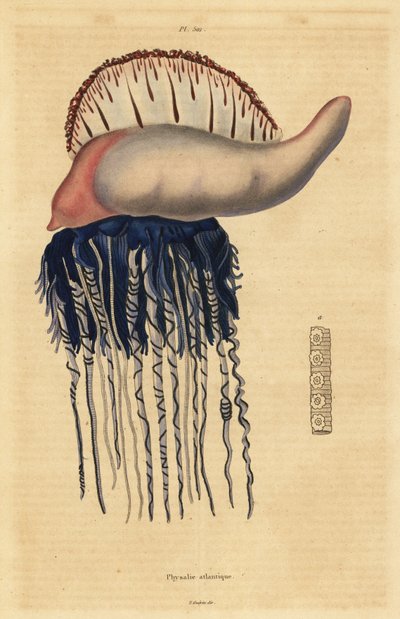 葡萄牙战舰，Physalia physalis 作者 不明