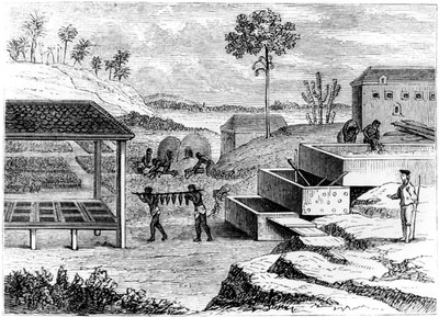 准备靛蓝，圣多明各，1873年 作者 不明