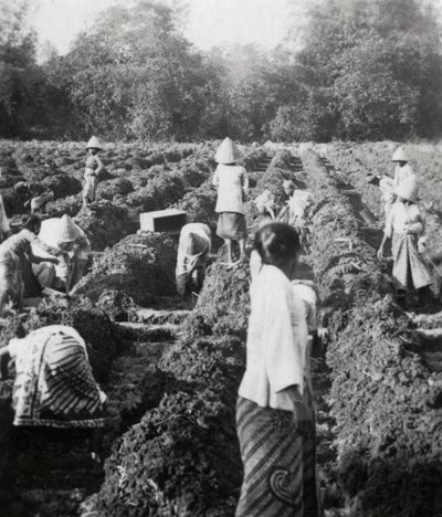 1927年，荷属东印度群岛爪哇的制糖厂准备灌溉渠道 作者 不明