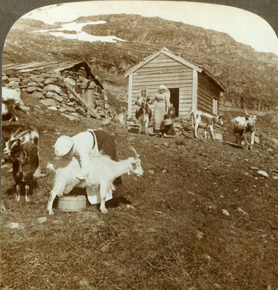 大约在挪威Haukeli山上照看母牛和山羊的挪威美女，摄于1905年。 作者 不明