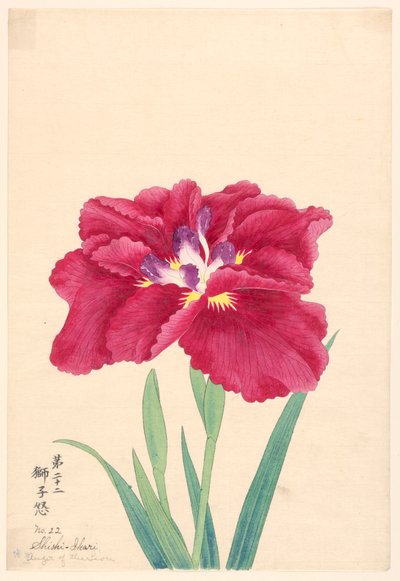 印刷品，《狮子的愤怒》（Shishi-Ikari），No.22 作者 不明