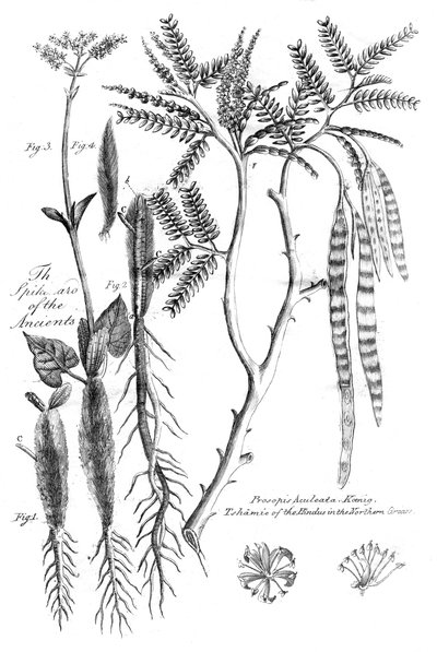 Prosopis Aculeata，1799年 作者 不明
