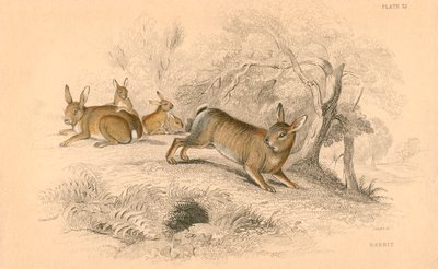 兔穴孔兔，1828年 作者 不明