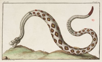 Rattlesnake 作者 不明