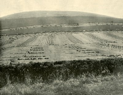 1901年在巴拉瑞特附近的布洛哈德山（Mount Blowhard）进行的《收割者与黏合剂》竞赛。 作者 不明