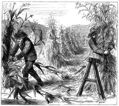 收成玉米并晾干，加拿大德里湖，1880年 作者 不明