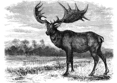 重建爱尔兰麋鹿Megaloceros，c1880 作者 不明