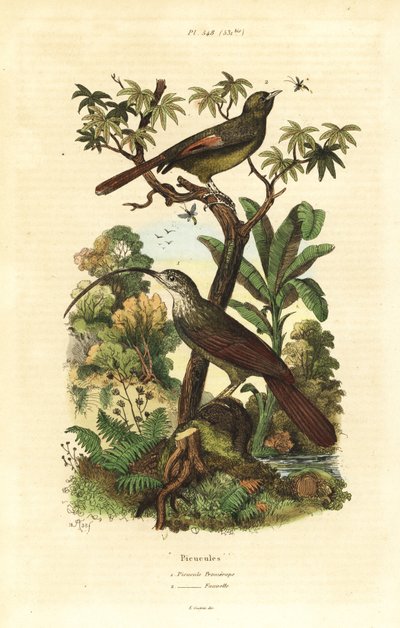 Red-billed scythebill, Campylorhamphus trochilirostris and olivaceous woodcreeper, Sittasomus griseicapillus 作者 不明