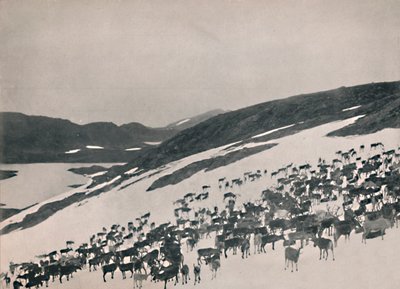 高山上的驯鹿，1914年。 作者 不明
