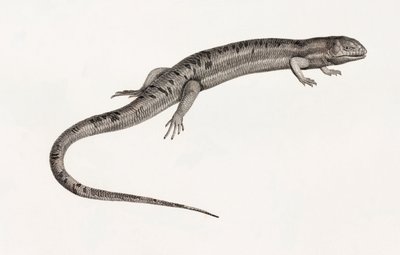 爬行动物：巨大的anoles 作者 不明