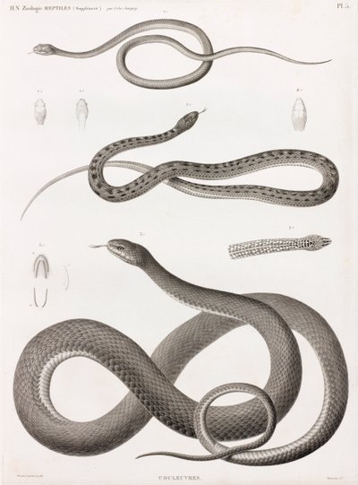 爬行动物：蛇系列插画 作者 不明