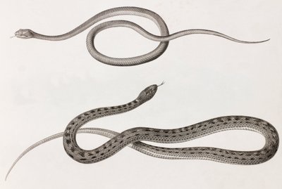爬行动物：蛇插图的两张特写图像 作者 不明