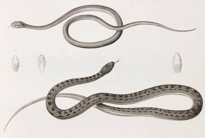 爬行动物：蛇插图的两个特写图像 作者 不明