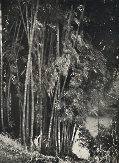康提佩拉德尼亚的Riesenbambus Dendrocalamus giganteus，1926年 作者 不明