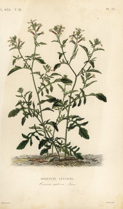 Rocket or arugula, Eruca vesicaria, Eruca sativa, Roquette cultivee 作者 不明
