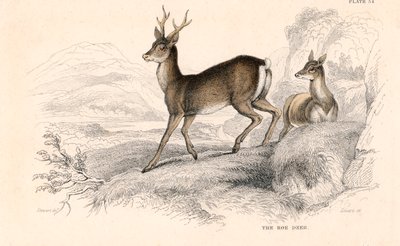 E cap，欧亚种鹿，1828年 作者 不明