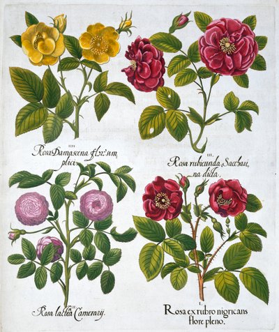 玫瑰花，1613年 作者 不明
