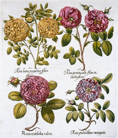 玫瑰花，1613年 作者 不明