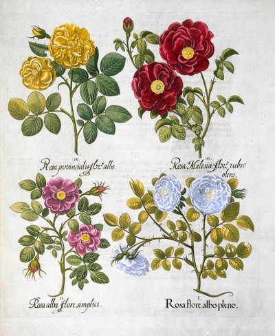 玫瑰花，1613年 作者 不明