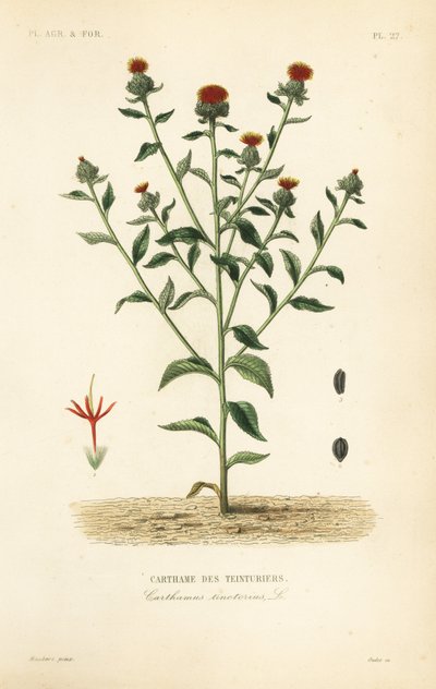 红花, Carthamus tinctorius, Carthame des teinturiers 作者 不明