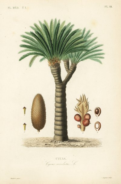 西米亚棕榈，王西米，西米亚苏铁或日本西米亚棕榈，Cycas revoluta，Cycas 作者 不明