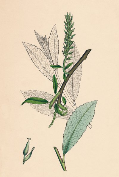 柳叶柳萝卜。茶浸黄蜡，变种。 a。，十九世纪 作者 不明