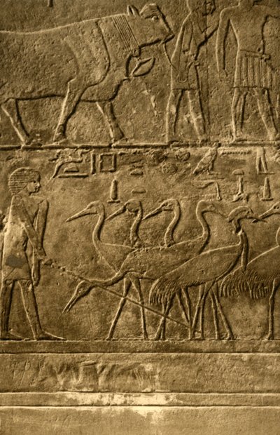 萨卡拉（Saqqara）-Ti壁画之墓，c1918-c1939。 作者 不明